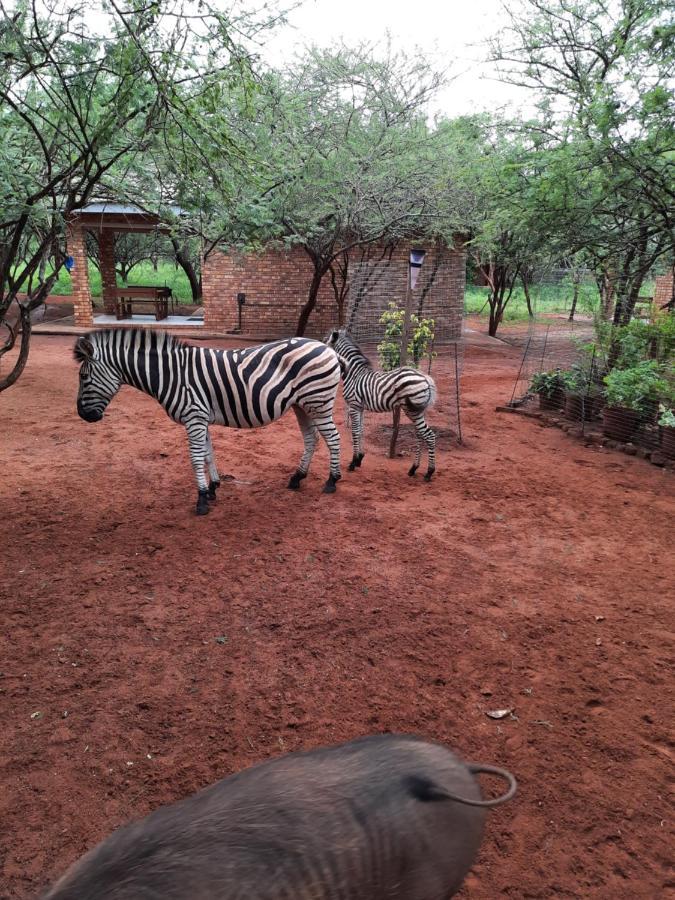 462 Bosbok Chalets Marloth Park Exterior foto